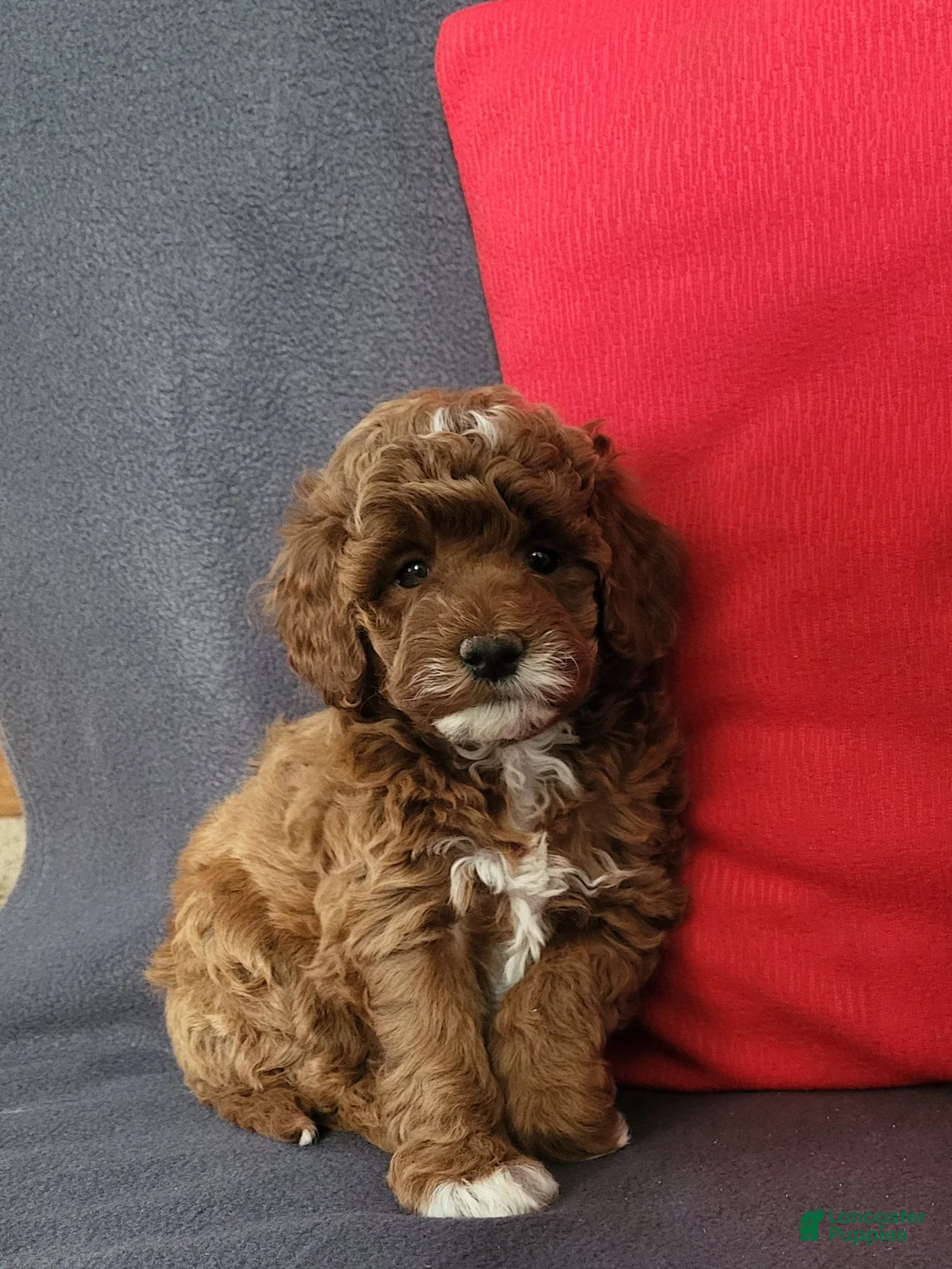 Goldendoodle dogs for sale: Ellie - Ad 2