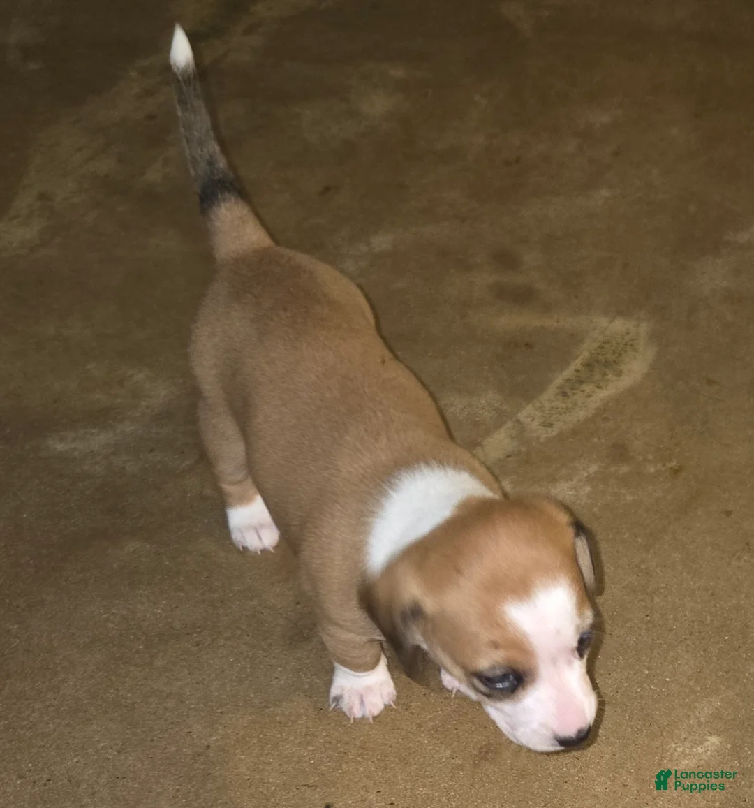 Dachshund dogs for sale: Dachshund Puppy 2 - Ad 2