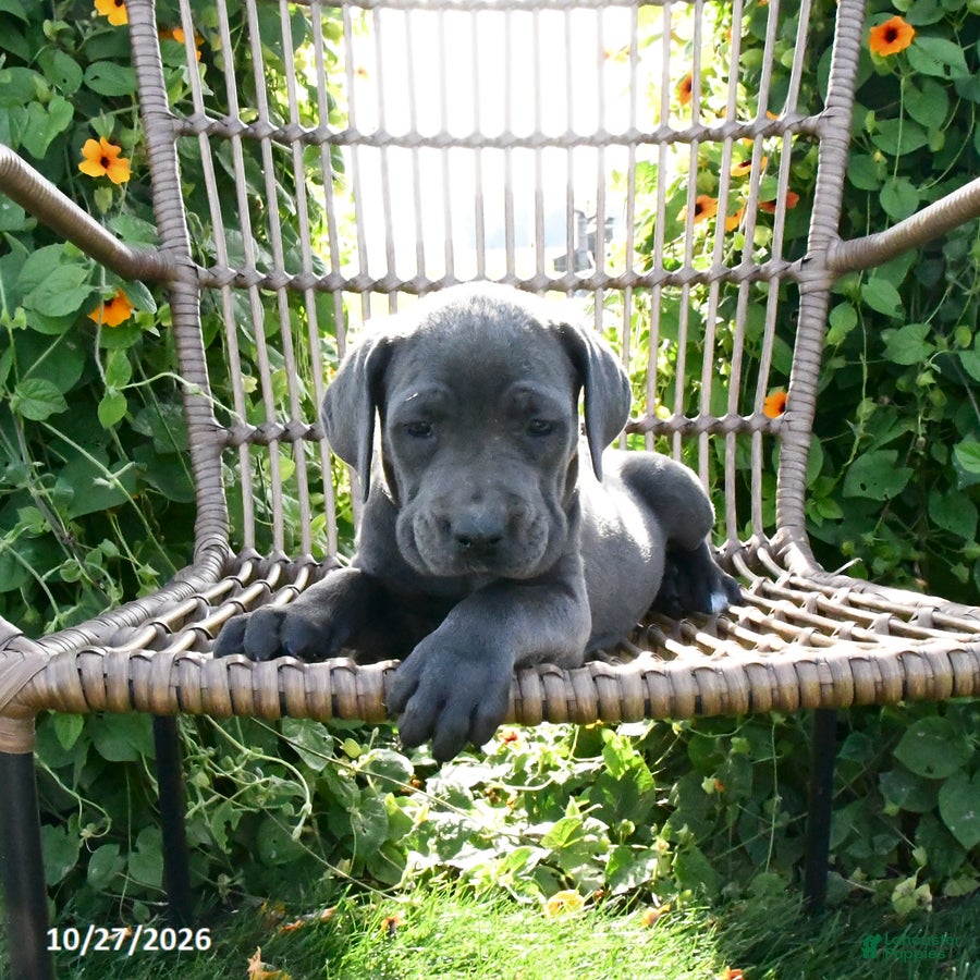 Cane Corso dogs for sale: Vita - Ad 1
