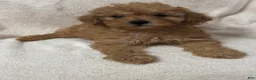 Toy Poodle dogs for sale: Female Puppy  - Ad 2
