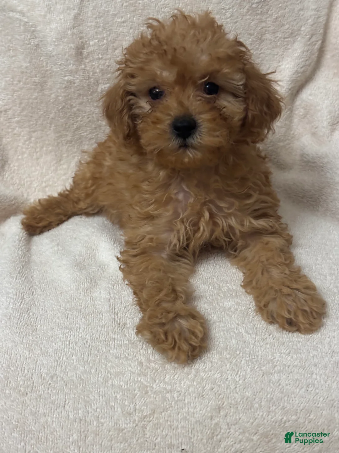 Toy Poodle dogs for sale: Female Puppy  - Ad 2