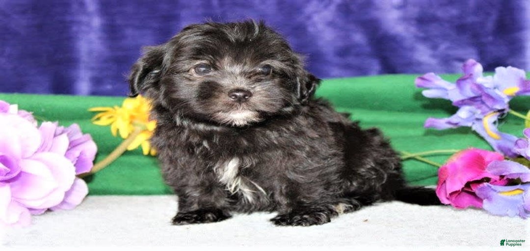 Gallery Image {{count}}