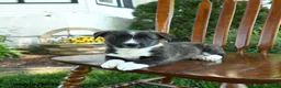 Mixed Breed dogs for sale: Jaylisa - Ad 3