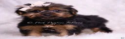 Yorkshire Terrier dogs for sale: Gadget - Ad 3