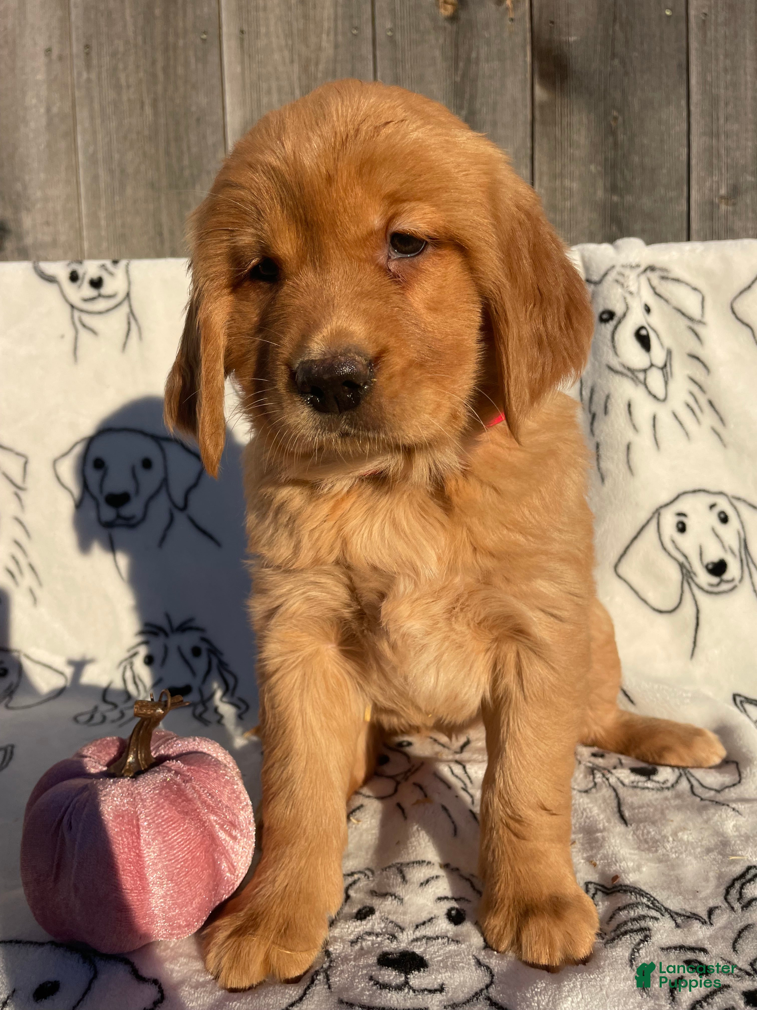 Golden Retriever dogs for sale: Reba - Ad 37