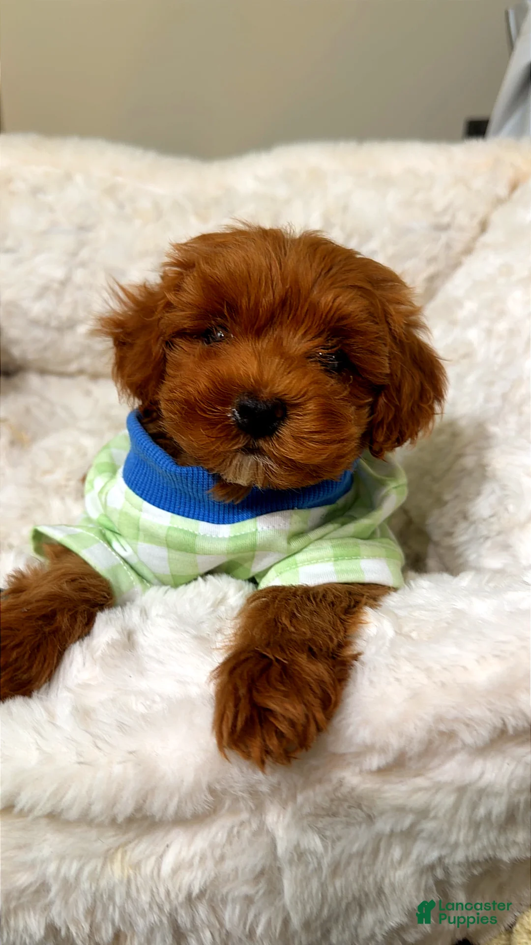 Toy Poodle dogs for sale: Louie  - Ad 1