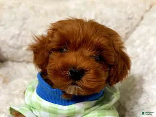Toy Poodle dogs Louie - Ad 12