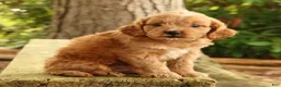 Cavapoo dogs for sale: Seth - Ad 2