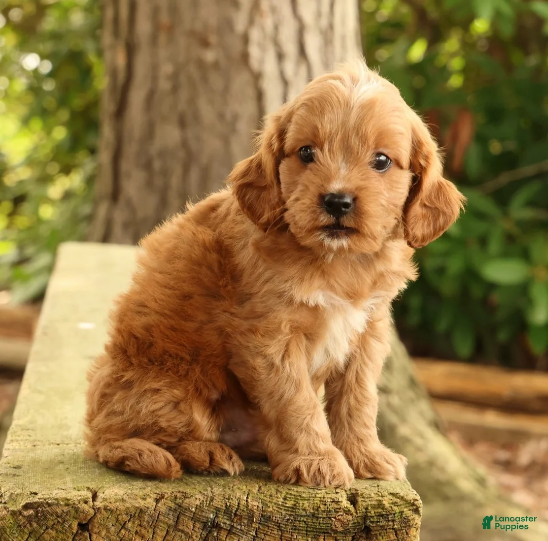 Cavapoo dogs for sale: Seth - Ad 2