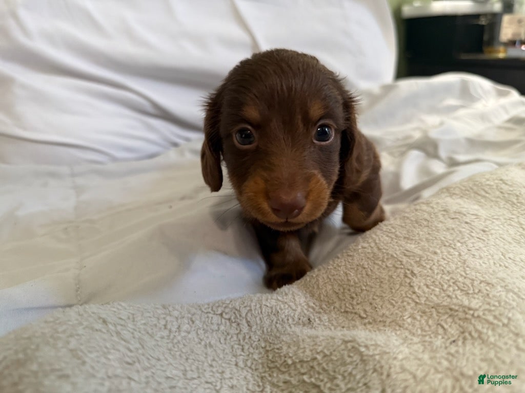 Miniature Dachshund dogs Cocoa_Female - Ad 2