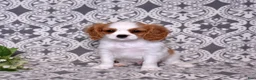 Cavalier King Charles Spaniel dogs for sale: Oliver - Ad 3