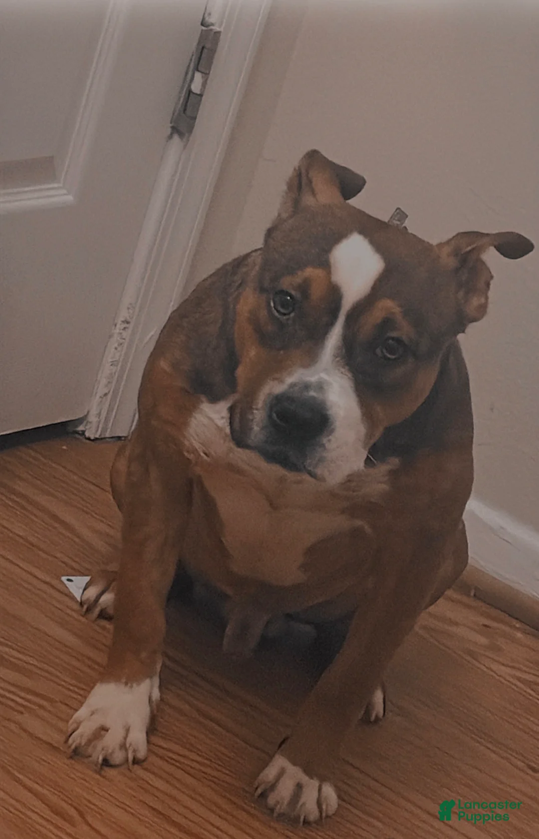 American Bully dogs for stud: Loving American Bully - Ad 2