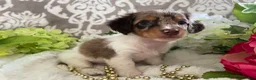 Miniature Dachshund dogs for sale: Maci - Ad 10