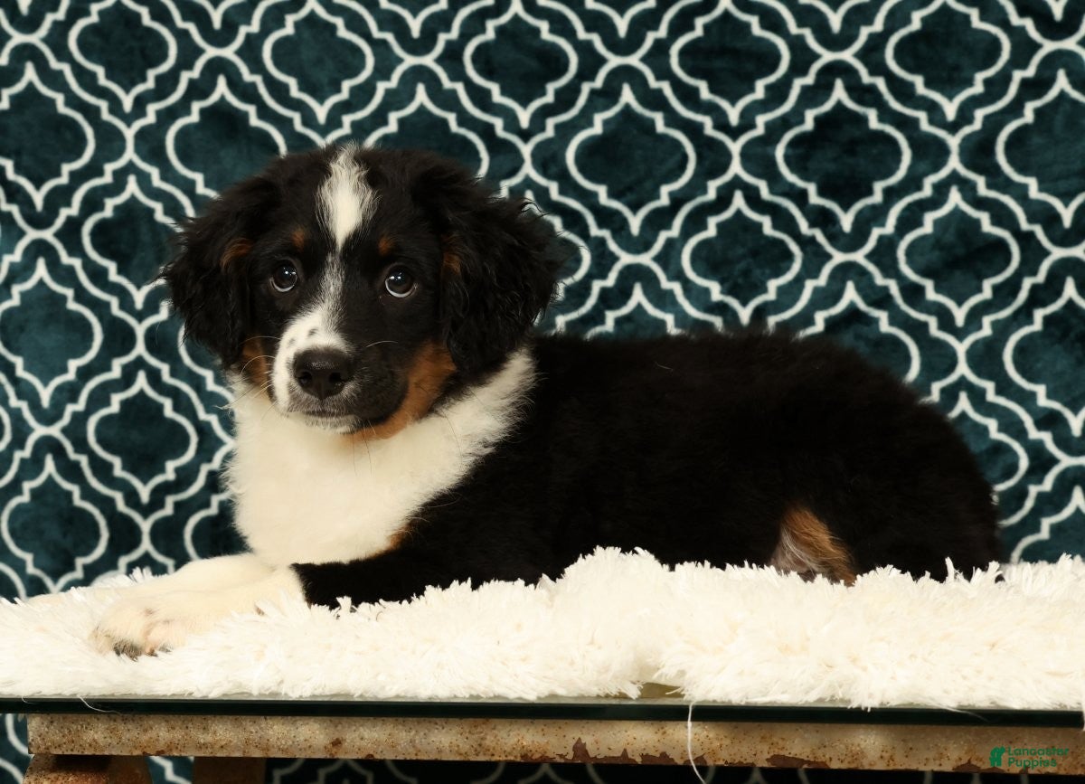 Mini Aussiedoodle dogs Lonnie - Ad 2