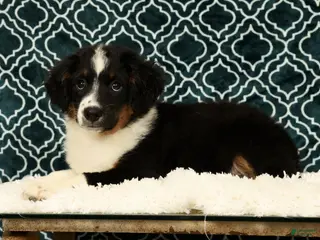 Mini Aussiedoodle dogs Lonnie - Ad 2