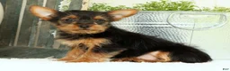 Yorkshire Terrier dogs for sale: Zuma - Ad 3