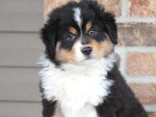 Miniature Australian Shepherd dogs Maverick - Ad 37