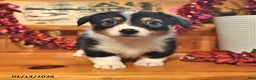 Welsh Corgi Pembroke dogs for sale: Skye - Ad 1