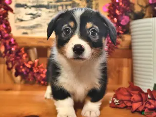 Welsh Corgi Pembroke dogs Skye - Ad 32