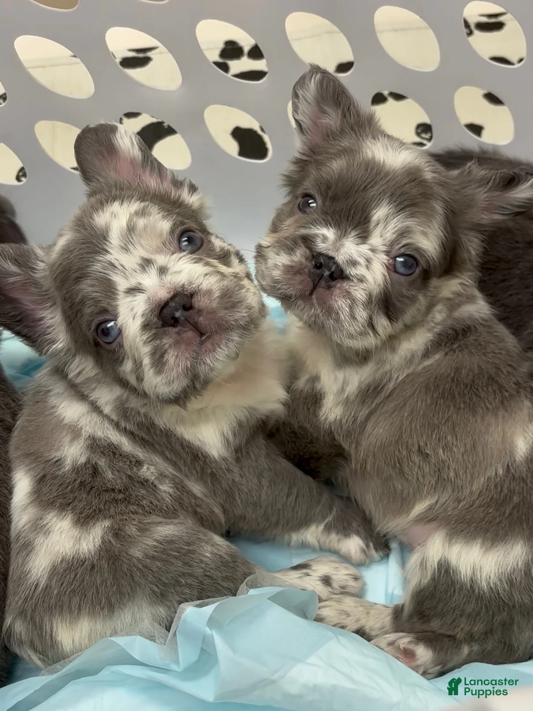 French Bulldog dogs for sale: Adorable Merle male - Ad 2