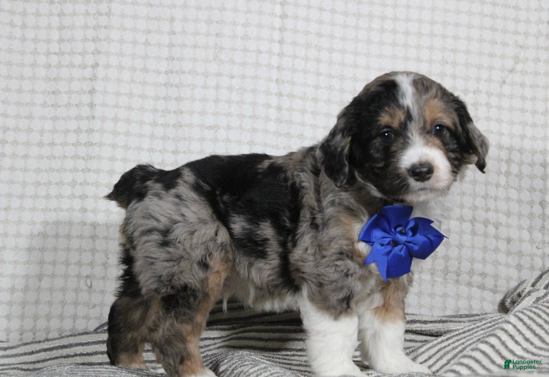 Mini Aussiedoodle dogs for sale: Cooper - Ad 3