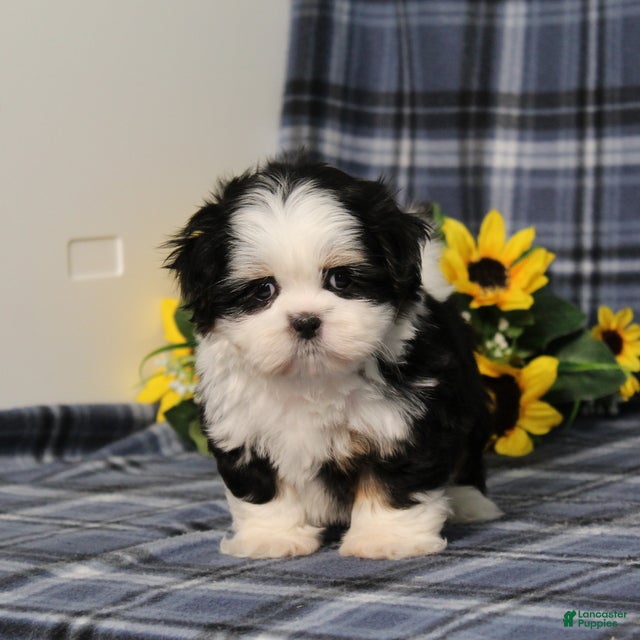 Shih Tzu dogs Blaire - Ad 1