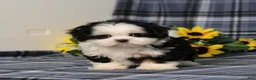 Shih Tzu dogs for sale: Blaire - Ad 5