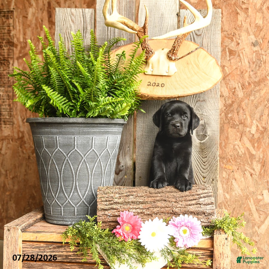 Labrador Retriever dogs Harper - Ad 2