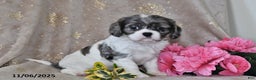 Cavalier King Charles Spaniel dogs for sale: Barbie - Ad 6