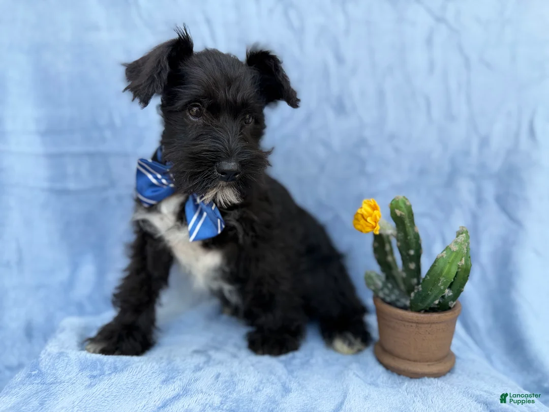 Miniature Schnauzer dogs for sale: Goose - Ad 4