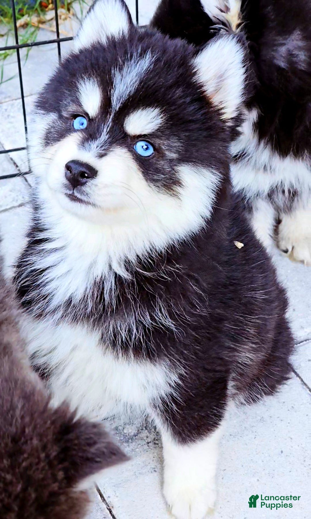 Pomsky dogs for sale: Damon - Ad 8