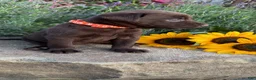 Labrador Retriever dogs for sale: Marigold  - Ad 6