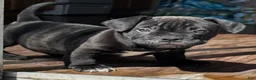 American Bully dogs for sale: Royal - Ad 8