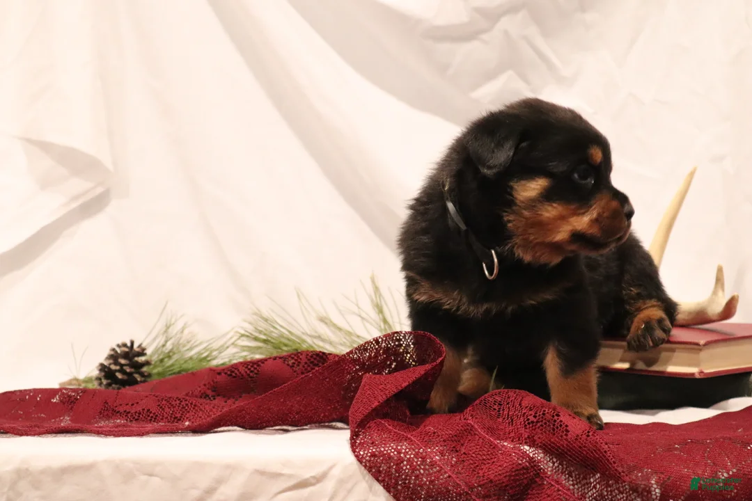 Rottweiler dogs for sale: Argus - Ad 6