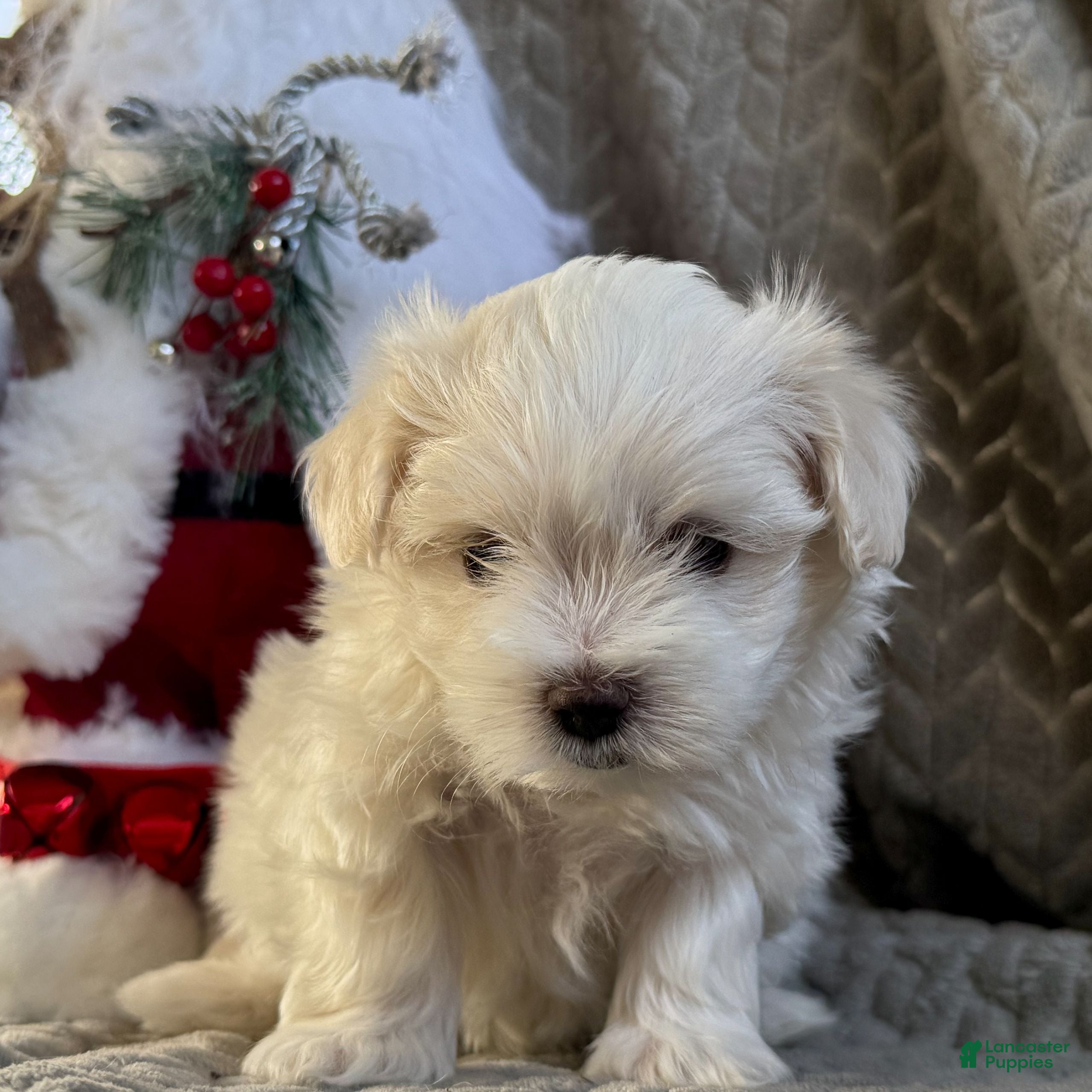 Maltese dogs Sparkley  - Ad 2