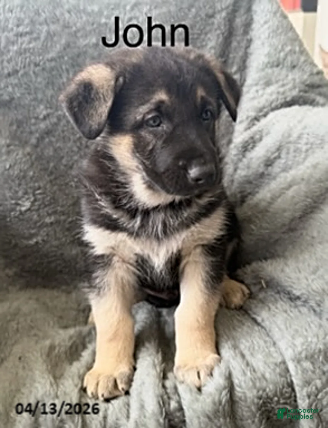 German Shepherd dogs for sale: John - Ad 1