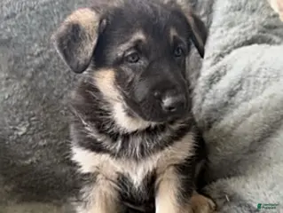 German Shepherd dogs John - Ad 40