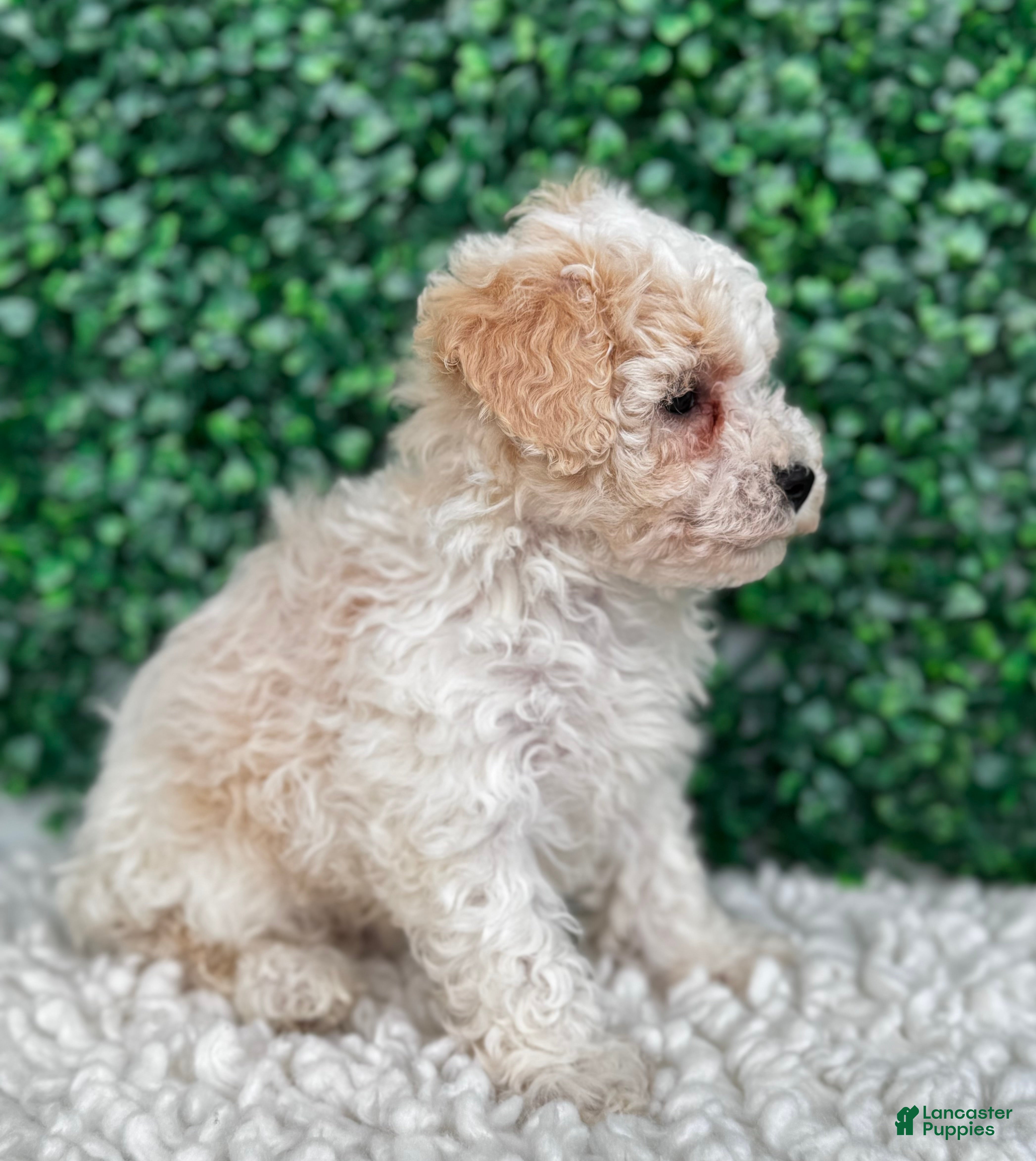 Maltipoo dogs Hailey  - Ad 2