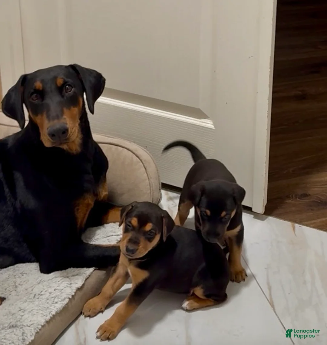 Mixed Breed dogs for sale: Mixed Breed Puppy 2 - Ad 8