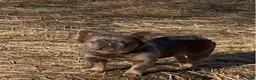 French Bulldog dogs for sale: French Bulldog Puppy 1 - Ad 3