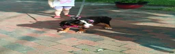 Bernese Mountain Dog dogs for sale: Bernese Mountain Dog 2 - Ad 14