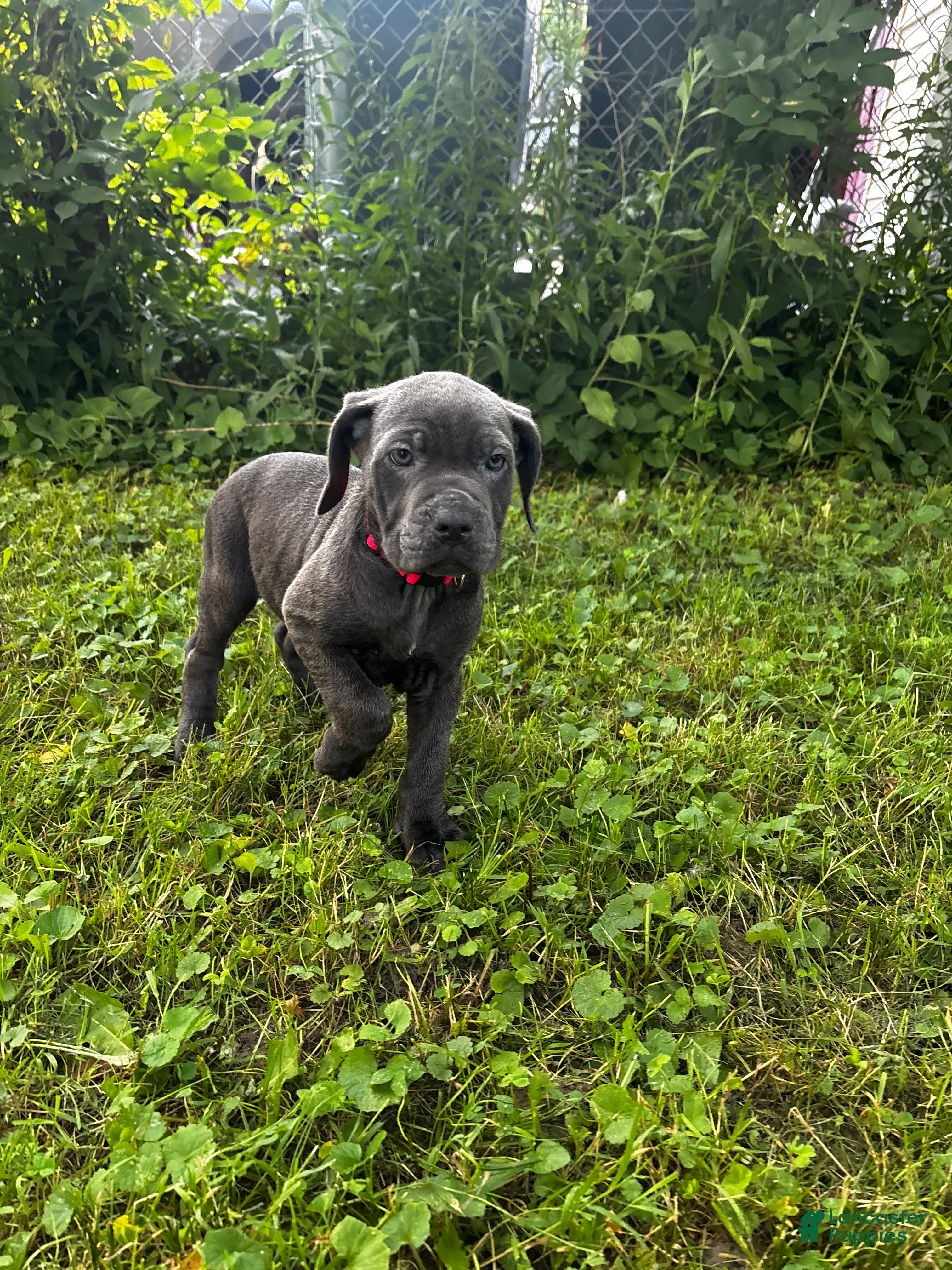 Cane Corso dogs Cane Corso 6 - Ad 2
