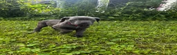 Cane Corso dogs for sale: Cane Corso 6 - Ad 2