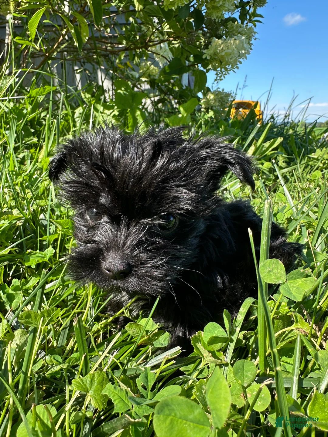 Yorkiepoo dogs for sale:  Girl - Ad 3