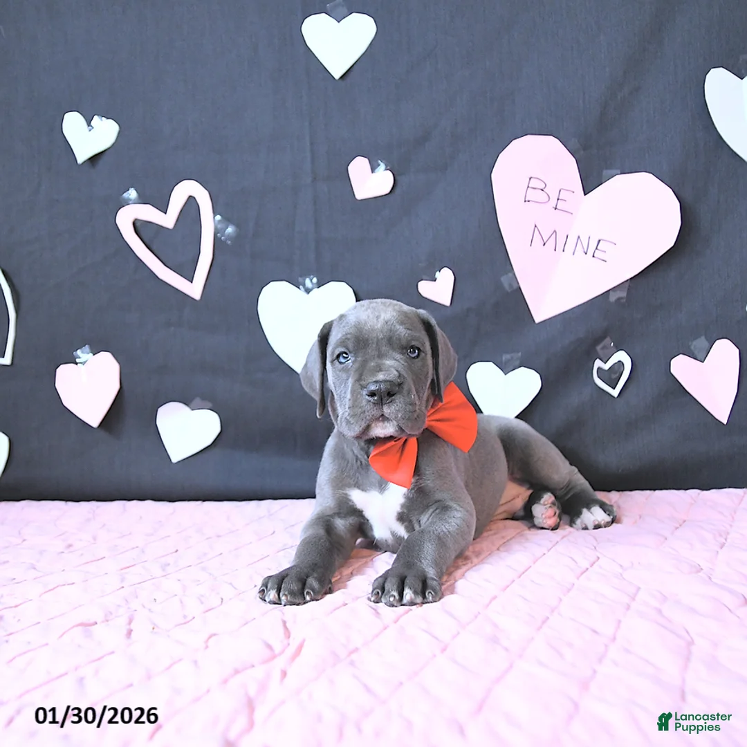 Great Dane dogs for sale: Lewis - Ad 4