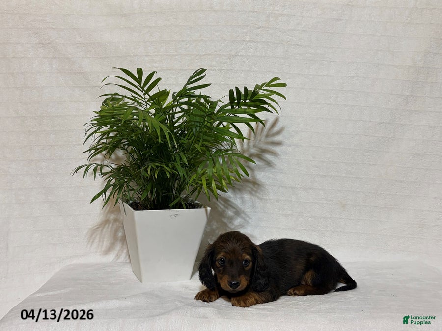 Miniature Dachshund dogs Lucky - Ad 1