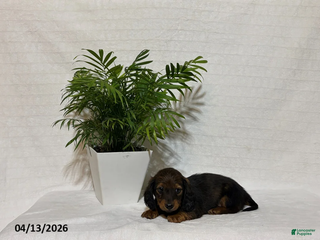 Miniature Dachshund dogs for sale: Lucky - Ad 1