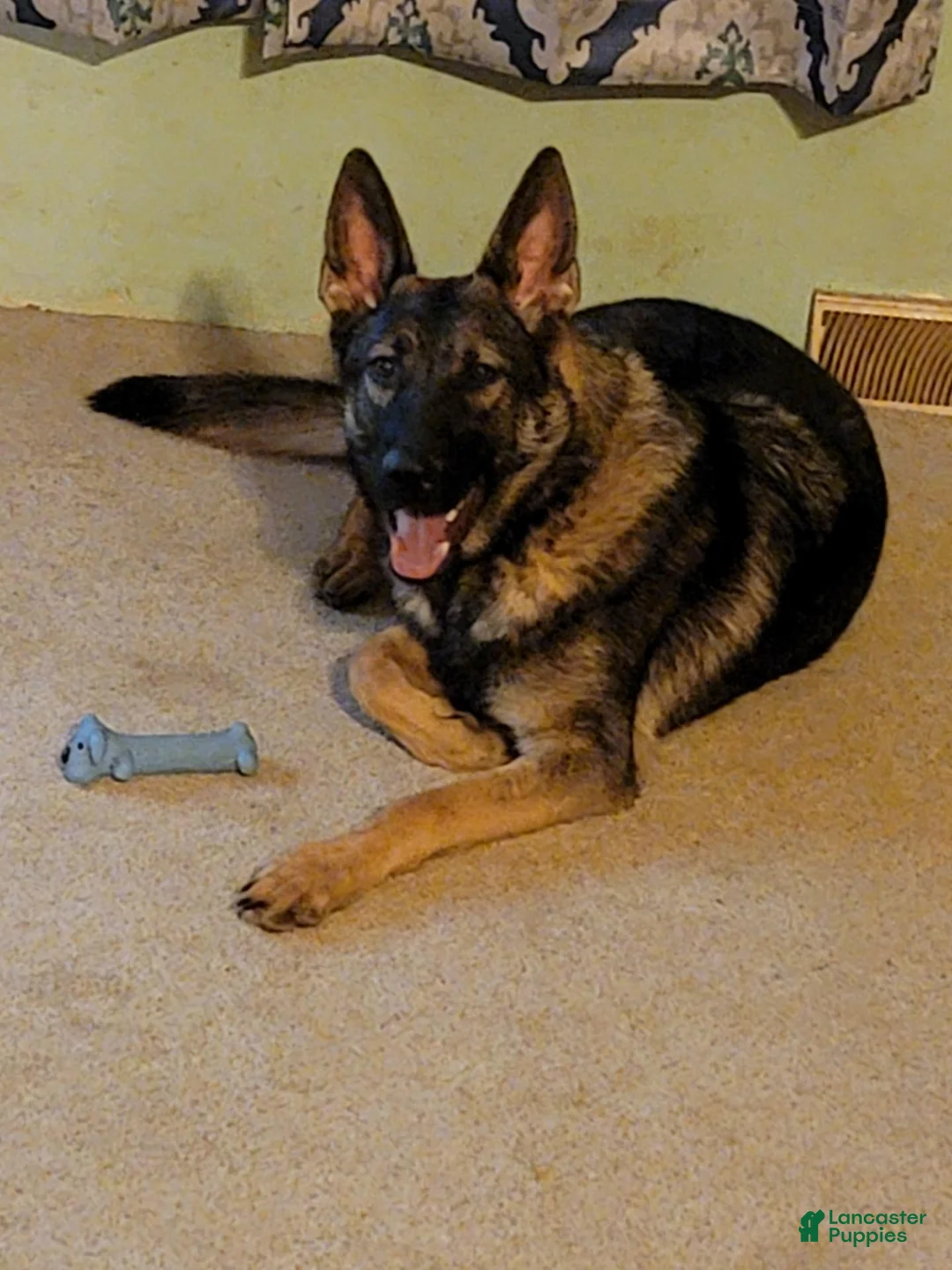 German Shepherd dogs for sale: German Shepherd 1 - Ad 8