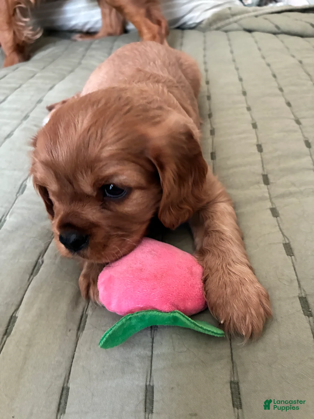 Cavalier King Charles Spaniel dogs for sale: Cavalier King Charles Spaniel Puppy 2 - Ad 1