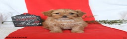 Shihpoo dogs for sale: Diamond - Ad 2